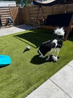 Kunstgras 5,5x4 m, Tuin en Terras, Gras en Kunstgras, Ophalen, Zo goed als nieuw, 20 m² of meer, Kunstgras