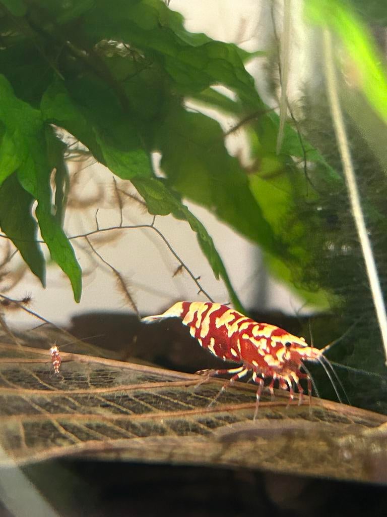 Red Fancy Tiger Garnalen, Ophalen, Zo goed als nieuw, Leeg aquarium