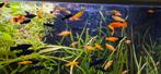 Black molly en gele molly., Dieren en Toebehoren, Vis