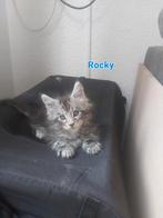 Prachtige Maine Coon Kittens te koop, Dieren en Toebehoren, Katten en Kittens | Raskatten | Langhaar, Meerdere dieren, Gechipt