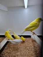 Gele kleurkanaries, Dieren en Toebehoren, Vogels | Kanaries, Geslacht onbekend