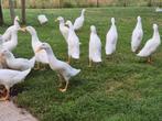 Witte loopeenden te koop., Dieren en Toebehoren, Pluimvee, Meerdere dieren, Eend