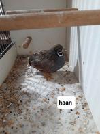 Koppel chinese dwerg kwartels