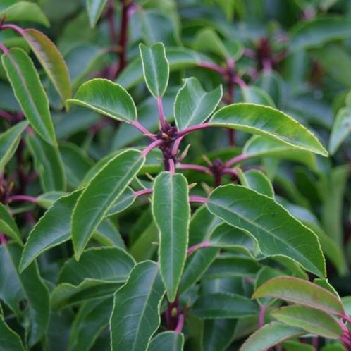 Portugese Laurier, Tuin en Terras, Planten | Struiken en Hagen, Haag, Laurier, Minder dan 100 cm, Ophalen