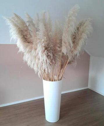 GROTE Pampas XXL Set- 2 Meter hoog!!! beschikbaar voor biedingen
