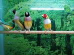 Gouldamadines in diverse kleurmutaties., Meerdere dieren