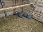 Broedeieren parelhoender, Dieren en Toebehoren, Pluimvee, Geslacht onbekend