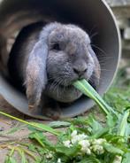 Leuke konijntjes, Dieren en Toebehoren, Meerdere dieren