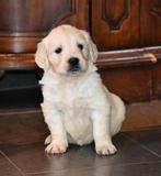 Witte Golden retriever pups uit geteste ouders met stamboom, Dieren en Toebehoren, Honden | Retrievers, Spaniëls en Waterhonden