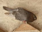 Oosterse rollers,  sierduiven vliegtype en tentoonstelling., Dieren en Toebehoren, Meerdere dieren, Tropenvogel, Tam