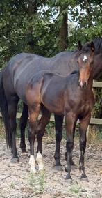 Knap hengstveulen van extreme US, Dieren en Toebehoren, Paarden, Hengst, Dressuurpaard, Met stamboom, 0 tot 2 jaar