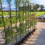 Carpinus betules fastigiata/Zuilbeuk/Slanke vorm/Potgekweekt, 100 tot 250 cm, Zuilboom, Ophalen, Volle zon