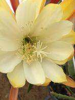 epiphyllum cactus creme de menthe gewortelde stekken, Minder dan 100 cm, Bloeiende kamerplant, Halfschaduw, Ophalen of Verzenden