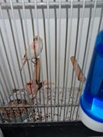 1 man 1 pop harlekijn kanarie 2025 zonder kooi gelijk ophale, Dieren en Toebehoren, Vogels | Kanaries, Meerdere dieren, Kleurkanarie