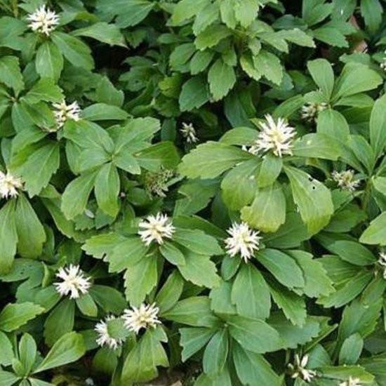 Schaduwkruid. Pachysandra terminals. Bodembedekker P9 plant, Tuin en Terras, Planten | Tuinplanten, Vaste plant, Bodembedekkers