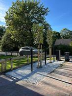 leibomen ACTIE! Lei Portugese laurier en lei laurier op stam, Tuin en Terras, Planten | Bomen, In pot, Leiboom, Halfschaduw, Ophalen of Verzenden