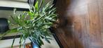 Dracaena, Huis en Inrichting, Ophalen, Halfschaduw, Minder dan 100 cm