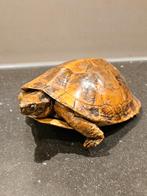 Taxidermie opgezette horsfield schildpad, Ophalen of Verzenden