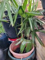 trachycarpus fortunei, Ophalen, Bloeit niet, Overige soorten, Volle zon
