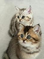 3 kittens over!, Dieren en Toebehoren, Katten en Kittens | Raskatten | Korthaar, Meerdere dieren, Ontwormd