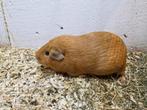Rood effen cavia zeug, Dieren en Toebehoren, Cavia, Vrouwelijk, Tam, September