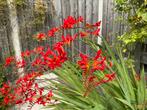 Crocosmia 'Lucifer' (Montbretia) stekken, Tuin en Terras, Ophalen, Zomer, Vaste plant, Halfschaduw