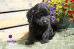 Mooie medium kruising labradoodle pups., Nederland, Overige rassen, 8 tot 15 weken, CDV (hondenziekte)