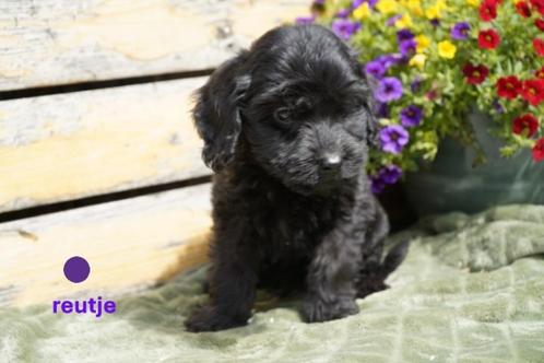 Mooie medium kruising labradoodle pups., Dieren en Toebehoren, Honden | Chihuahua's en Gezelschapshonden, Meerdere dieren, Overige rassen