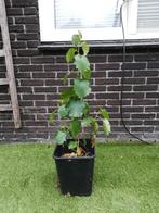 Hazelnoot boompje, Ophalen of Verzenden