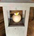 Gegreywashde, steigerhouten zuilen - 80 of 100 cm hoogte, Huis en Inrichting, Woonaccessoires | Zuilen en Pilaren, Ophalen of Verzenden