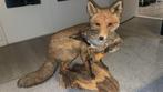 Uniek decorstuk: Opgezette vos met echte eendenvangst, Verzamelen, Ophalen of Verzenden