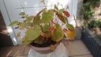 Begonia Roze Winterhard in Ovale Schaal, Tuin en Terras, Vaste plant, Halfschaduw, Zomer, Ophalen
