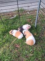 Drie kleurige cavia's, Dieren en Toebehoren, Knaagdieren, Cavia, Juni, Mannelijk, Tam