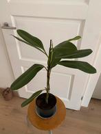 Ficus kamerplant, Ophalen, Ficus, 100 tot 150 cm, Halfschaduw