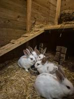 Jonge Lotharinger konijnen, Meerdere dieren, Hangoor