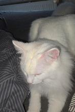 Boskat /heilige birmaan, Dieren en Toebehoren, Katten en Kittens | Raskatten | Langhaar, Kater