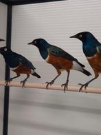 Driekleur glansspreeuwen met dna, Dieren en Toebehoren, Vogels | Overige Vogels, Meerdere dieren, Tropenvogel, Geringd