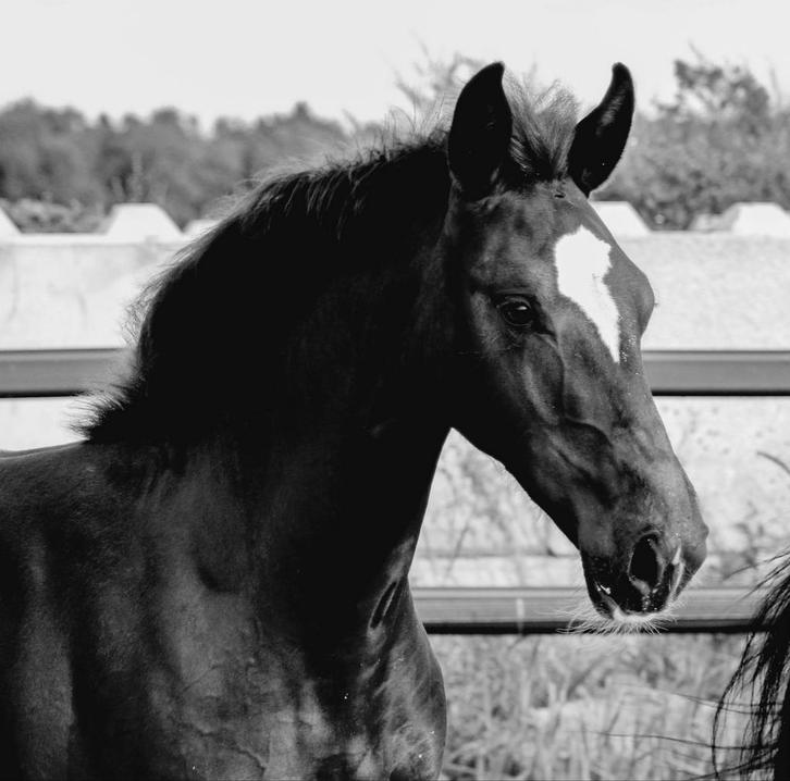 Stalhulp stal / uitmesten e.d., Dieren en Toebehoren, Paarden en Pony's | Verzorgingsproducten, Nieuw, Ophalen of Verzenden