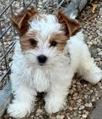 GEVRAAGD 😁Gold dust Yorkshire Biewer gevraagd, Dieren en Toebehoren, Yorkshire Terriër, 15 weken tot 1 jaar, Reu, Eén hond