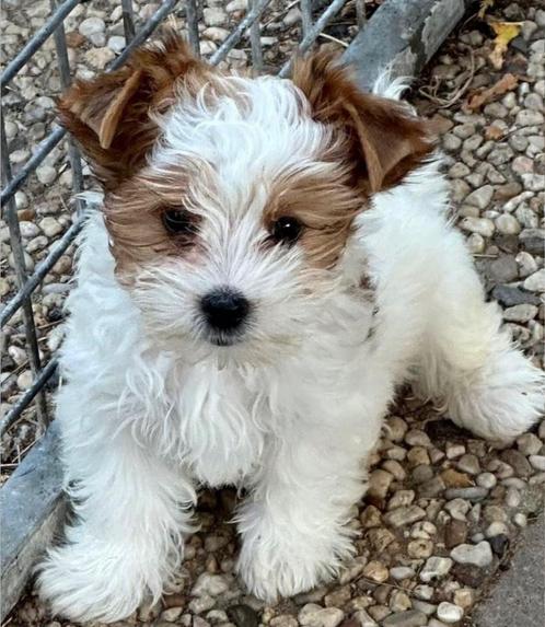 GEVRAAGD 😁Gold dust Yorkshire Biewer gevraagd, Dieren en Toebehoren, Honden | Jack Russells en Terriërs, Reu, Yorkshire Terriër