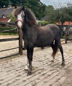 Lief Welsh jaarling merrieveulen, Dieren en Toebehoren, Merrie, B pony (1.17m tot 1.27m), Gechipt, 0 tot 2 jaar