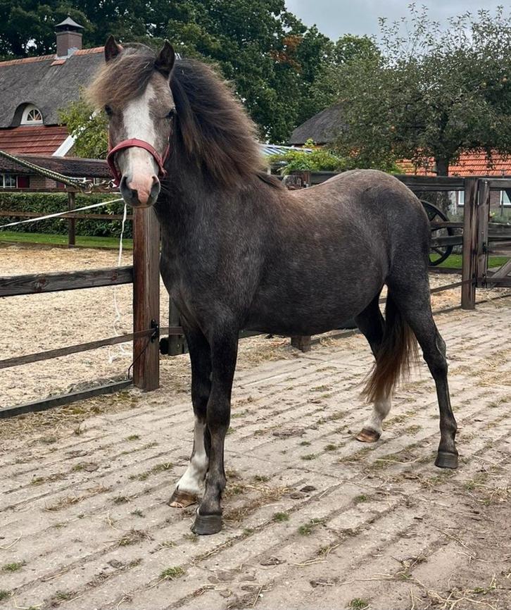Lief Welsh jaarling merrieveulen, Dieren en Toebehoren, Pony's, Merrie, B pony (1.17m tot 1.27m), 0 tot 2 jaar, Gechipt