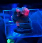 ZEER ZELDZAAM TUGTUPIET! (=UV), Ophalen of Verzenden, Mineraal