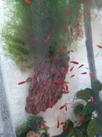 Mooie rode coral platy's., Dieren en Toebehoren, Vissen | Aquariumvissen, Vis