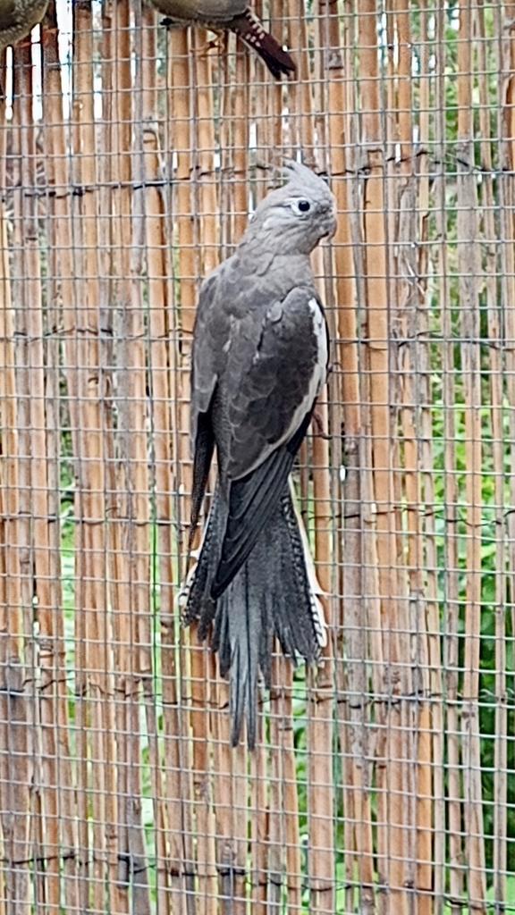 2 valkparkieten (mannen), Dieren en Toebehoren, Vogels | Parkieten en Papegaaien, Parkiet, Mannelijk, Tam, Geringd
