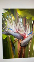 Paradijsvogelbloem - Strelitzia nicolai, Ophalen