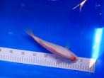 Te koop prachtige Tancho 25 cm, Karper of Koi