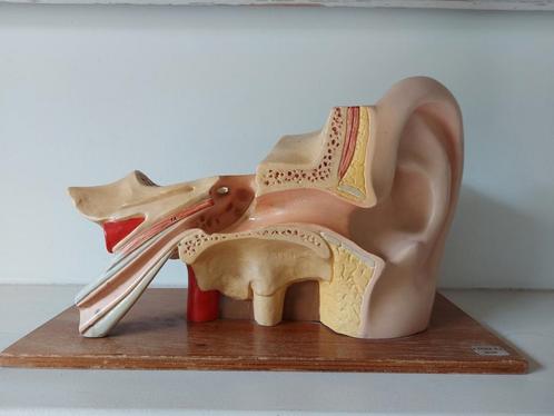 Vintage anatomisch model oor, Antiek en Kunst, Antiek | Overige Antiek, Ophalen of Verzenden