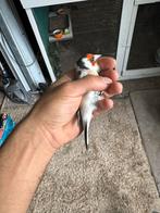 Majoor putters, Dieren en Toebehoren, Vogels | Overige Vogels, Meerdere dieren, Wildzangvogel