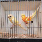 Te koop koppel roodruggen, Dieren en Toebehoren, Meerdere dieren, Parkiet